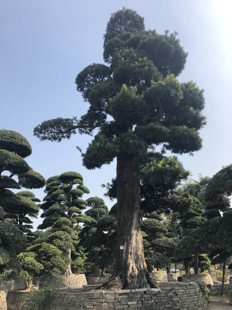 罗汉松