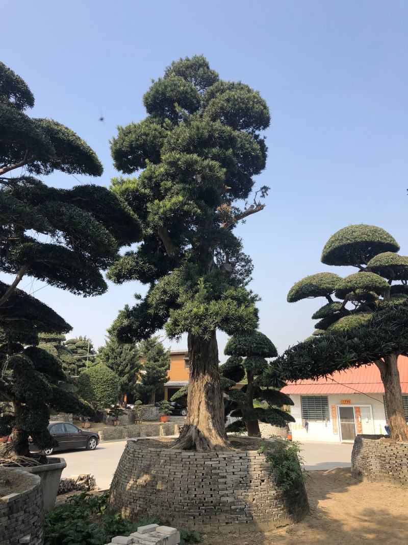 罗汉松