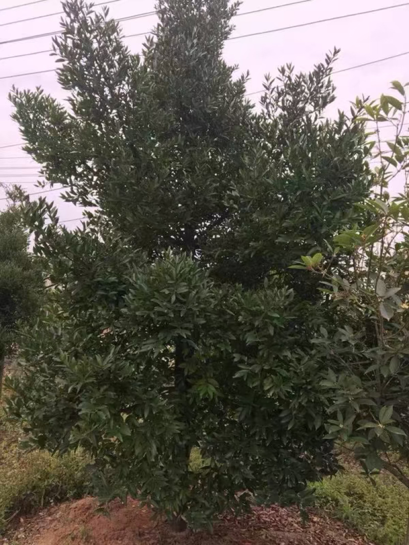 竹柏
