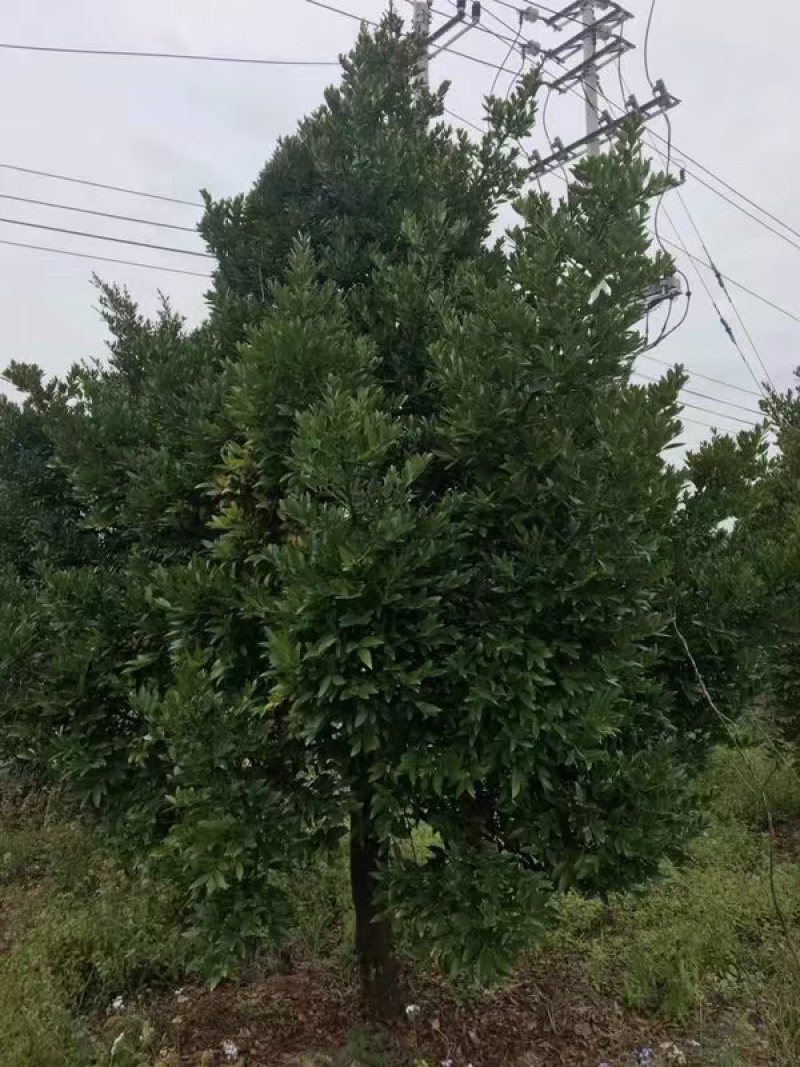 竹柏
