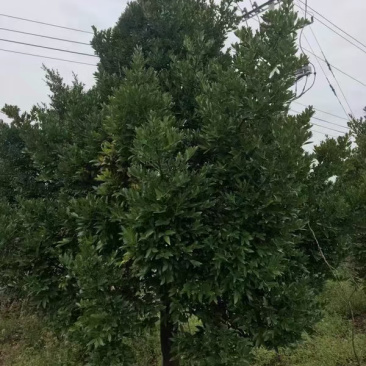 竹柏