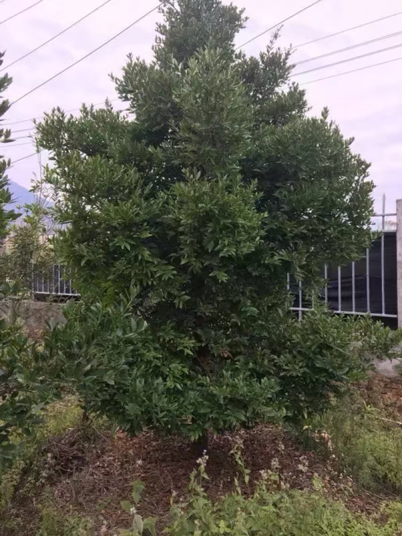 竹柏