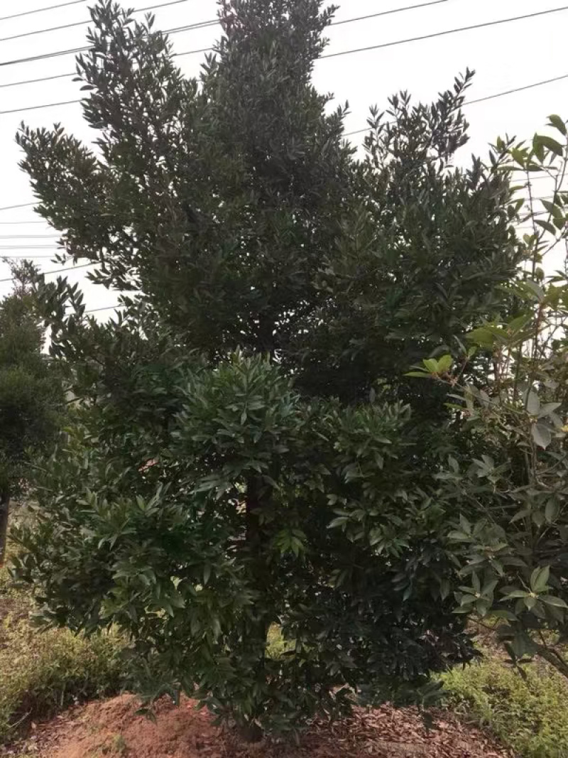 竹柏