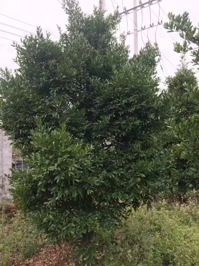 竹柏
