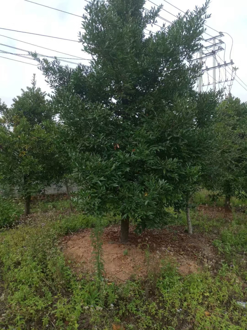竹柏
