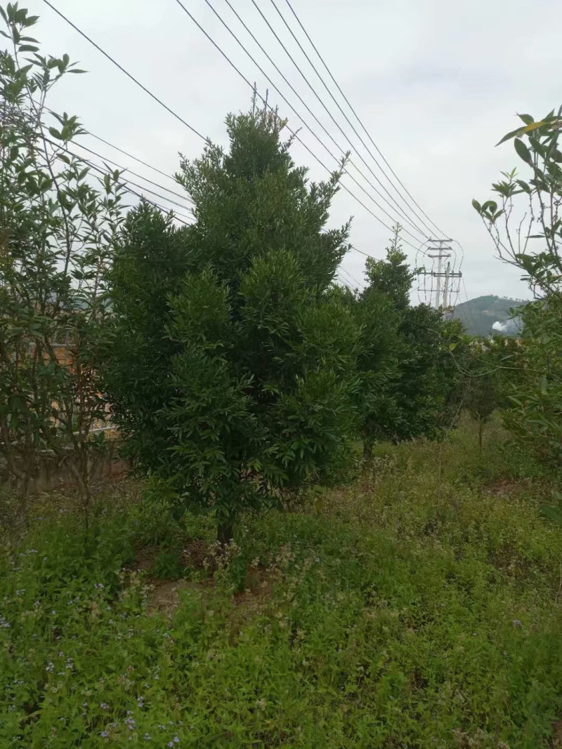 竹柏