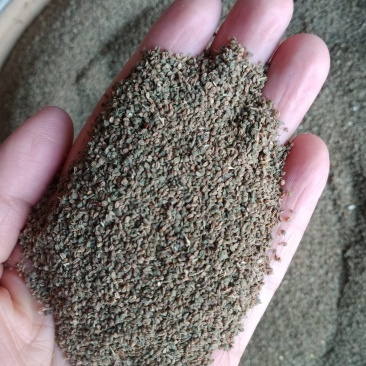 芹菜籽可泡水各种规格中药材批发零售入药用不是种子