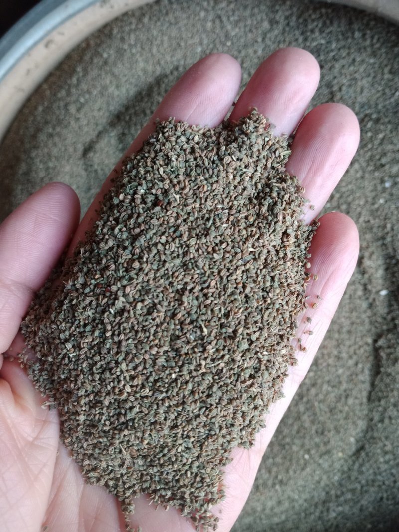 芹菜籽可泡水各种规格中药材批发零售入药用不是种子
