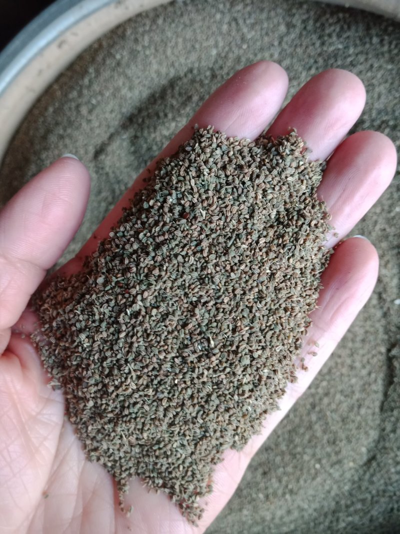 芹菜籽可泡水各种规格中药材批发零售入药用不是种子