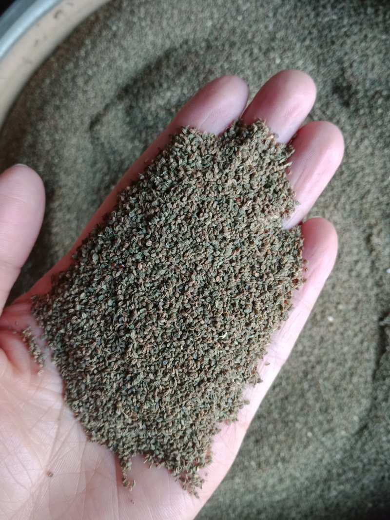 芹菜籽可泡水各种规格中药材批发零售入药用不是种子