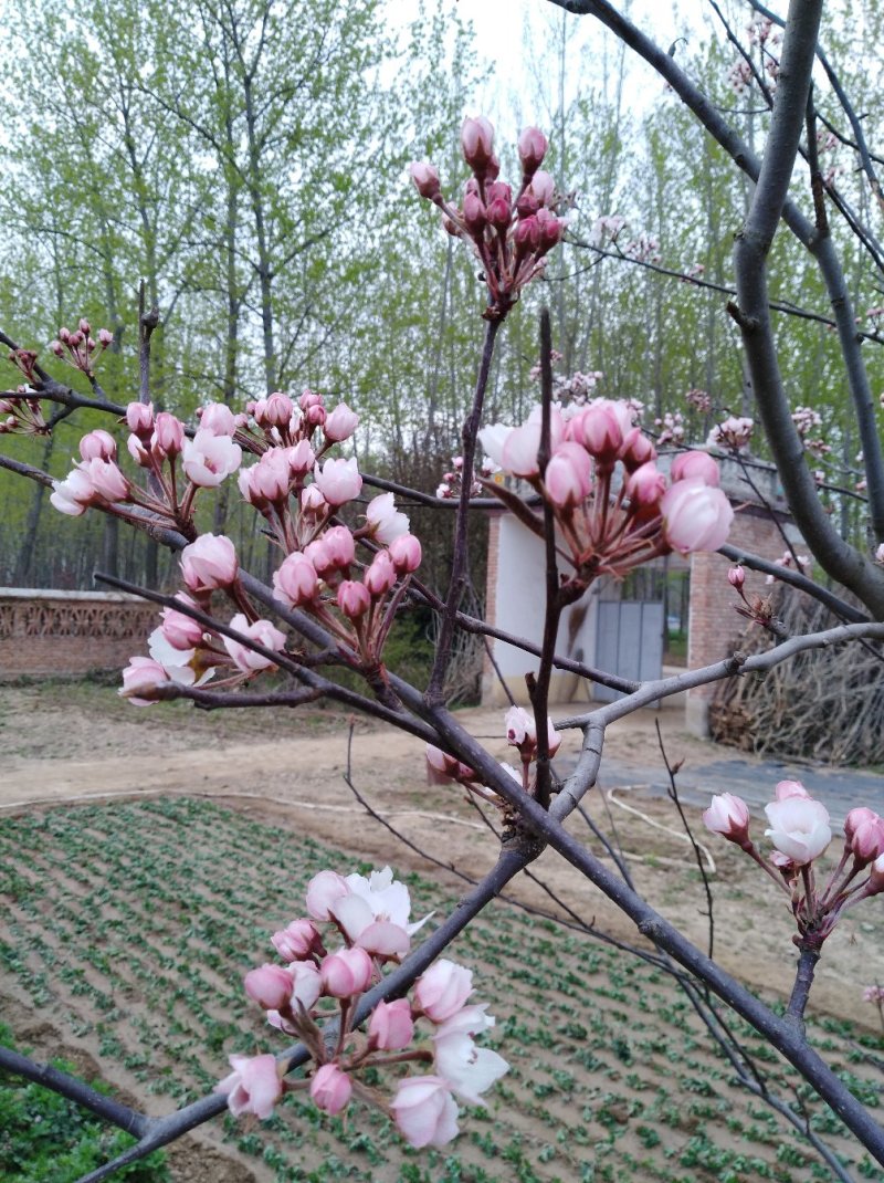 梨树苗3年生早酥红梨苗价格山东早酥红梨种苗基地