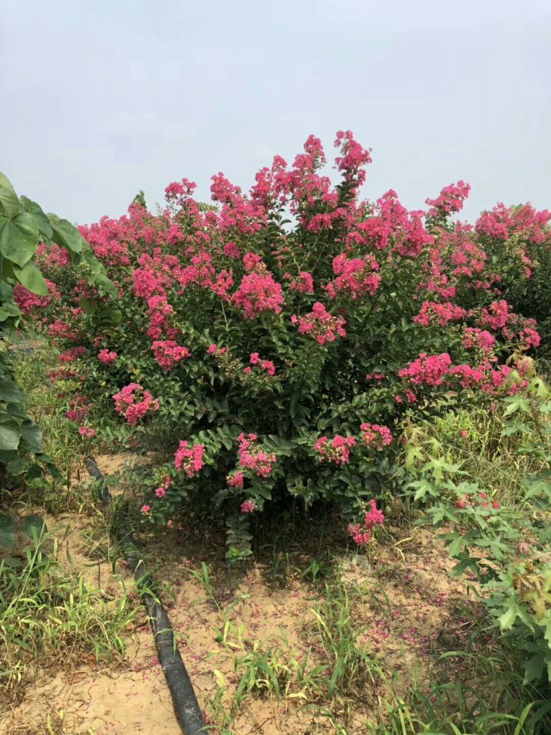 紫薇价格河南紫薇基地价格3-8公分大量出售