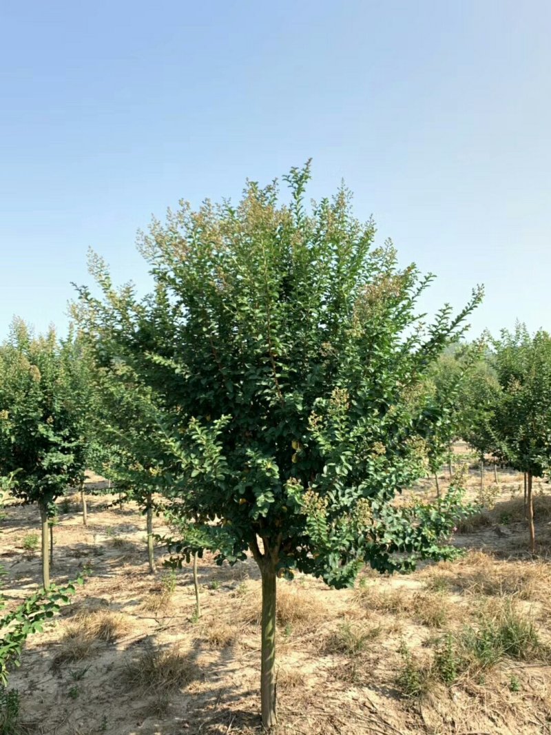 紫薇价格河南紫薇基地价格3-8公分大量出售