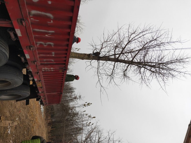银杏基地自产自销低价出售30公分银杏树树形好，价格优惠。