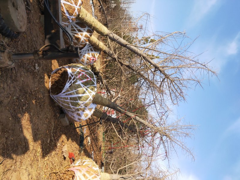 银杏基地自产自销低价出售30公分银杏树树形好，价格优惠。