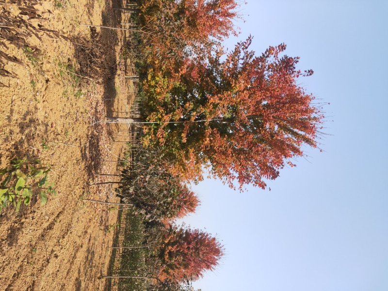 山东美国红枫基地自产自销低价供应10-18公分美国红枫，