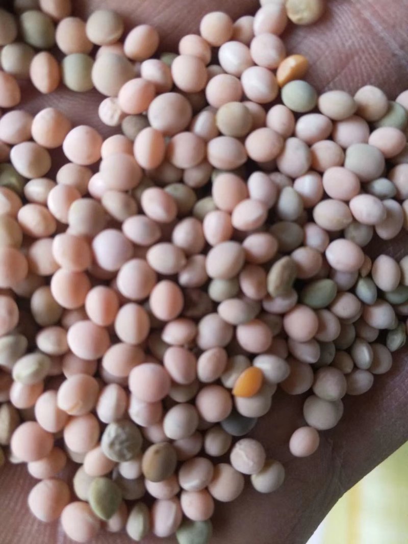 箭舌豌豆大量有货，有需要的老板联系