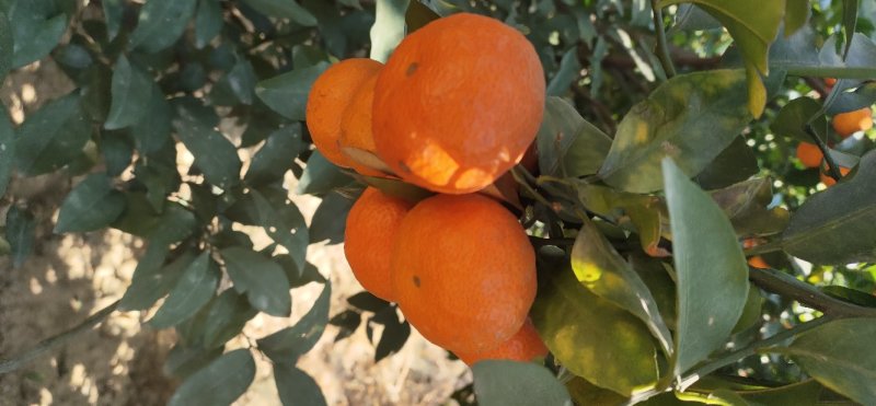 沙糖桔，皮簿肉脆，多汁无渣，甜度好，硬度好，欢迎大量采购