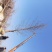 银杏基地低价出售25-30公分银杏树，树形优美价格优惠。
