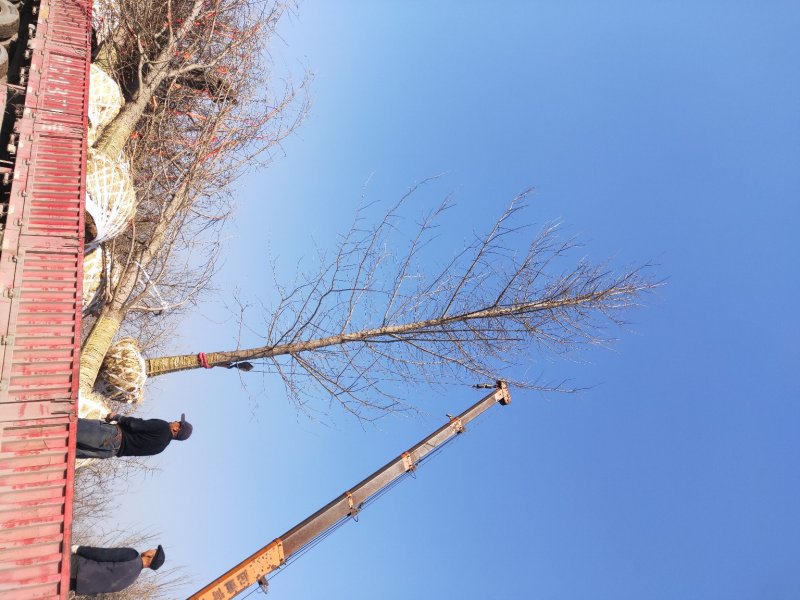 银杏基地低价出售25-30公分银杏树，树形优美价格优惠。