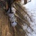 银杏基地低价出售25-30公分银杏树，树形优美价格优惠。