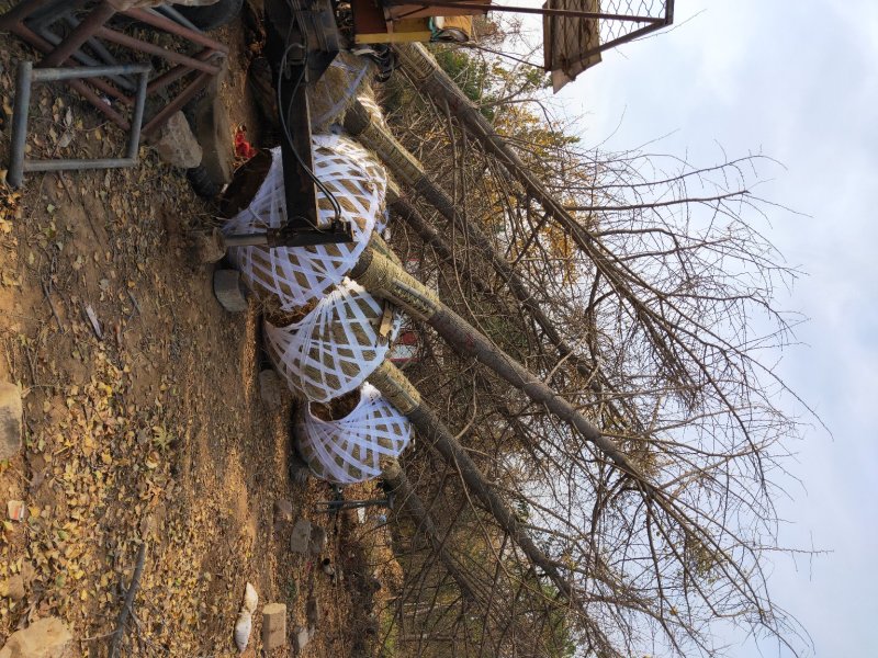 银杏基地低价出售25-30公分银杏树，树形优美价格优惠。