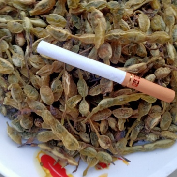 槐角，无虫害，无杂质，苗木基地直销，量大价格优惠