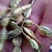 槐角，无虫害，无杂质，苗木基地直销，量大价格优惠