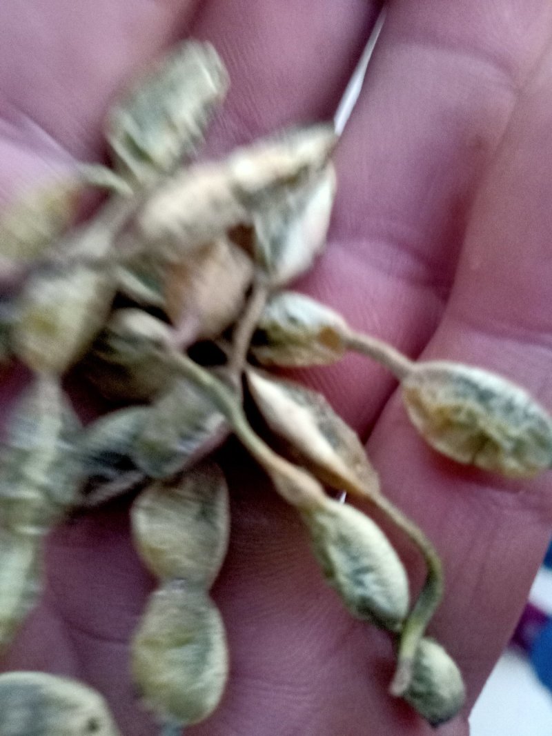 槐角，无虫害，无杂质，苗木基地直销，量大价格优惠