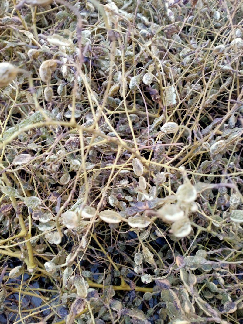 槐角，无虫害，无杂质，苗木基地直销，量大价格优惠