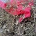 槐角，无虫害，无杂质，苗木基地直销，量大价格优惠