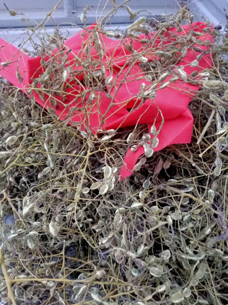 槐角，无虫害，无杂质，苗木基地直销，量大价格优惠