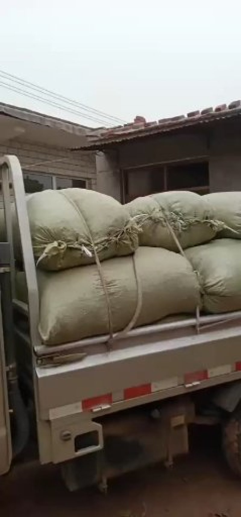 槐角，无虫害，无杂质，苗木基地直销，量大价格优惠