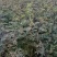 花椒苗0.5~1年，规格齐全，大量现货，可现场考察订苗
