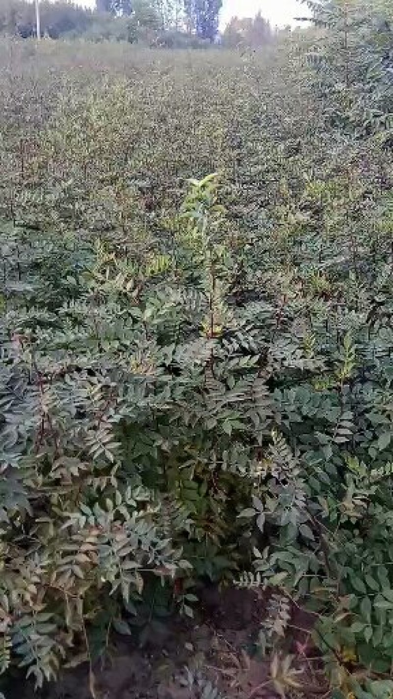 花椒苗0.5~1年，规格齐全，大量现货，可现场考察订苗