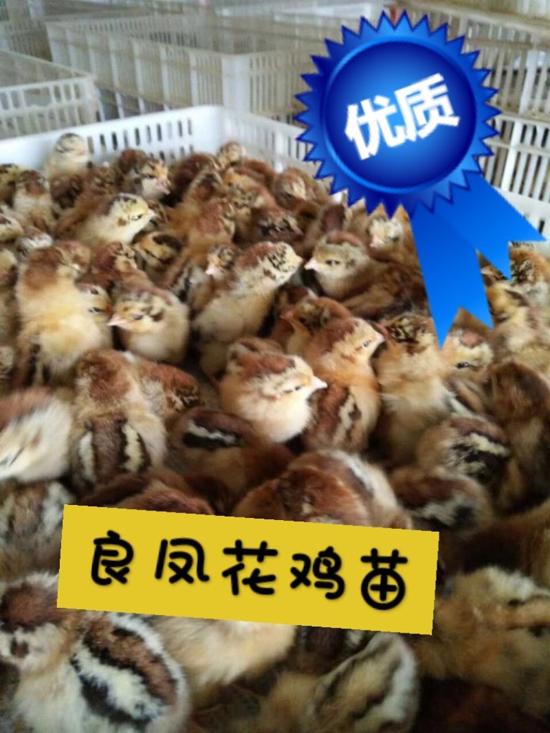 大量供应良凤花鸡苗，纯正纯种，高存活率，孵化场直销