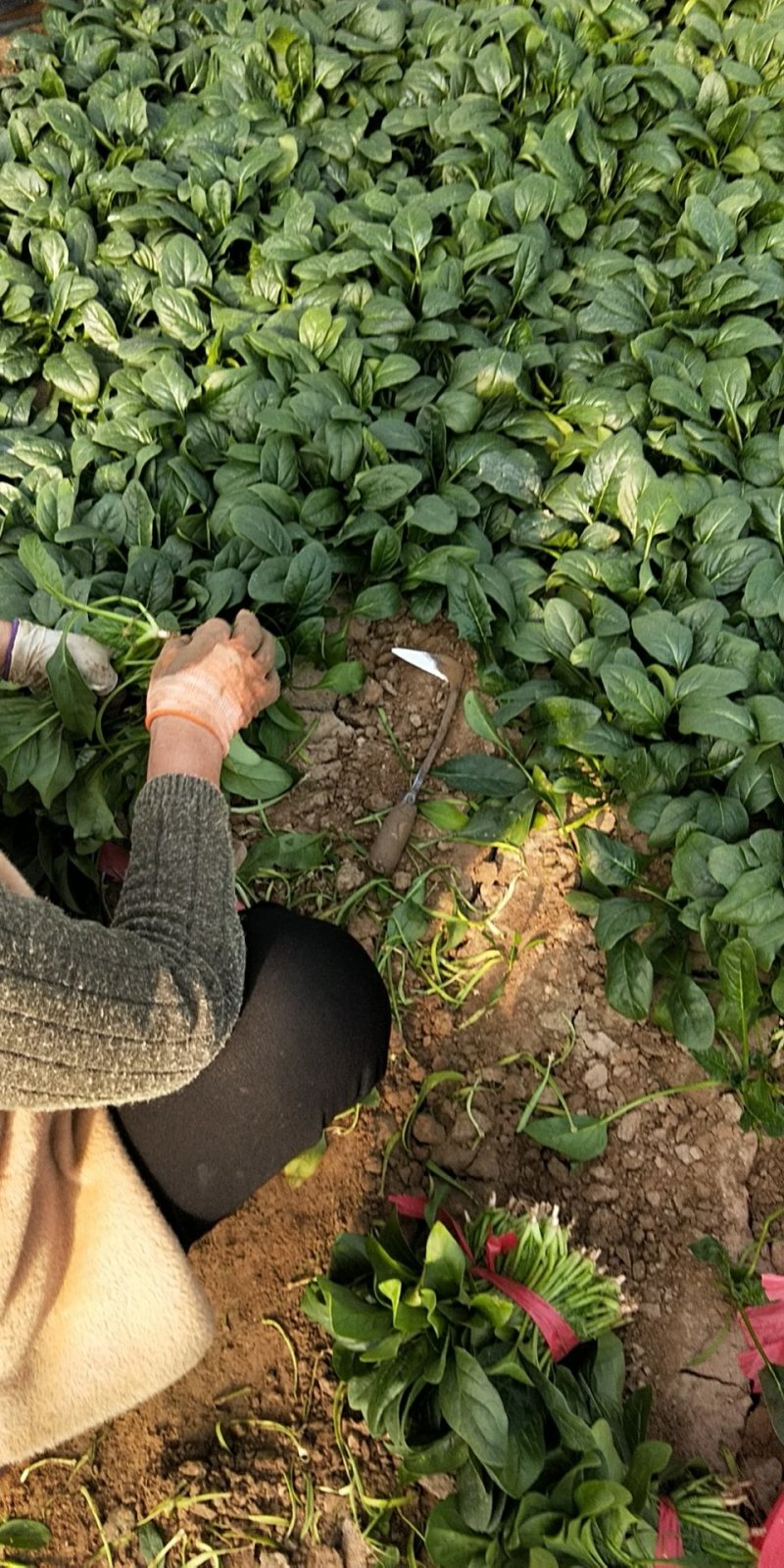 优质大叶菠菜29-25公分，代办服务让您简单又快捷