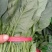优质大叶菠菜29-25公分，代办服务让您简单又快捷