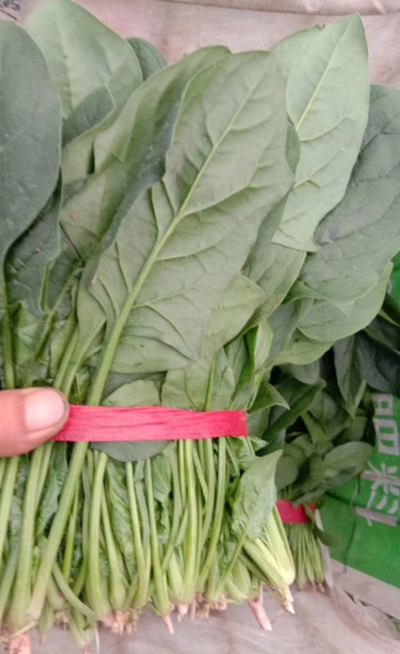 优质大叶菠菜29-25公分，代办服务让您简单又快捷