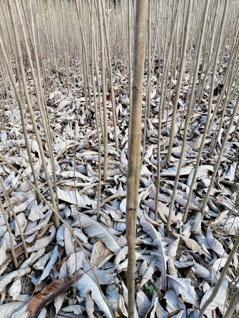 一至二年的药材厚朴苗基地常年供应，大小都有，各种规格齐全