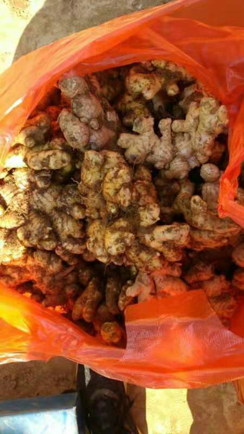 云南小黄姜，全生态，姜味足