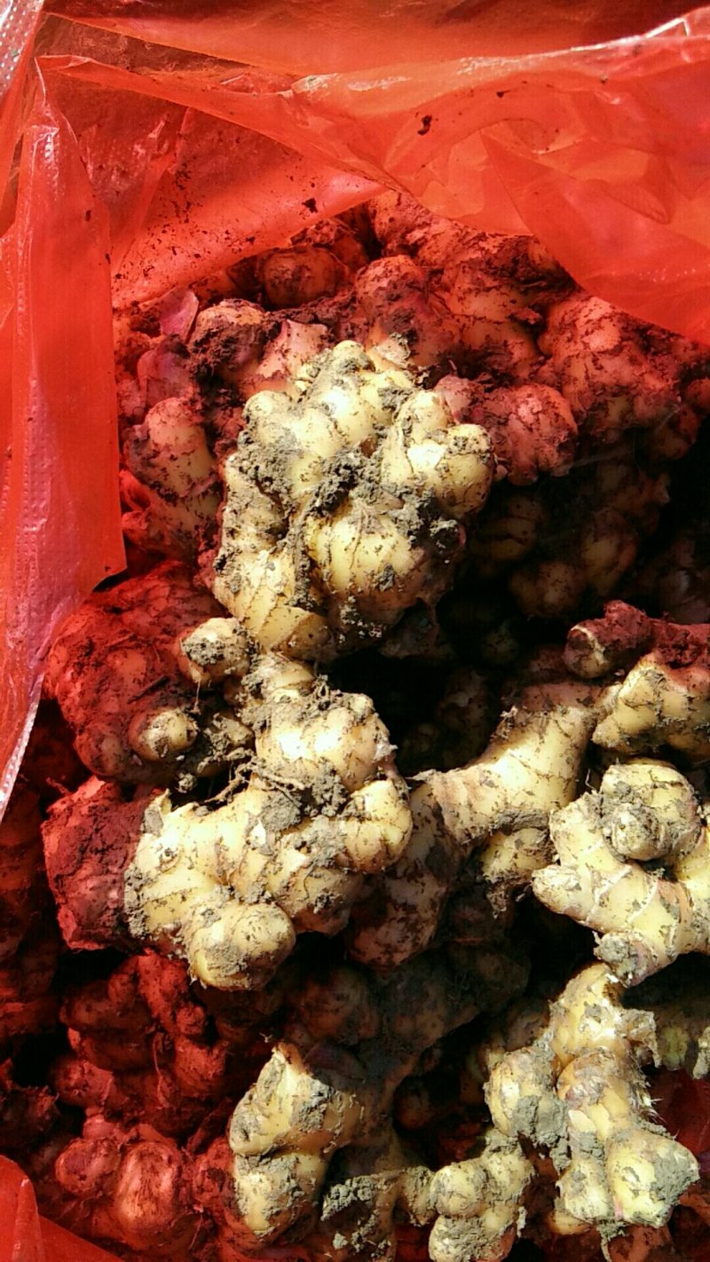 云南小黄姜，全生态，姜味足
