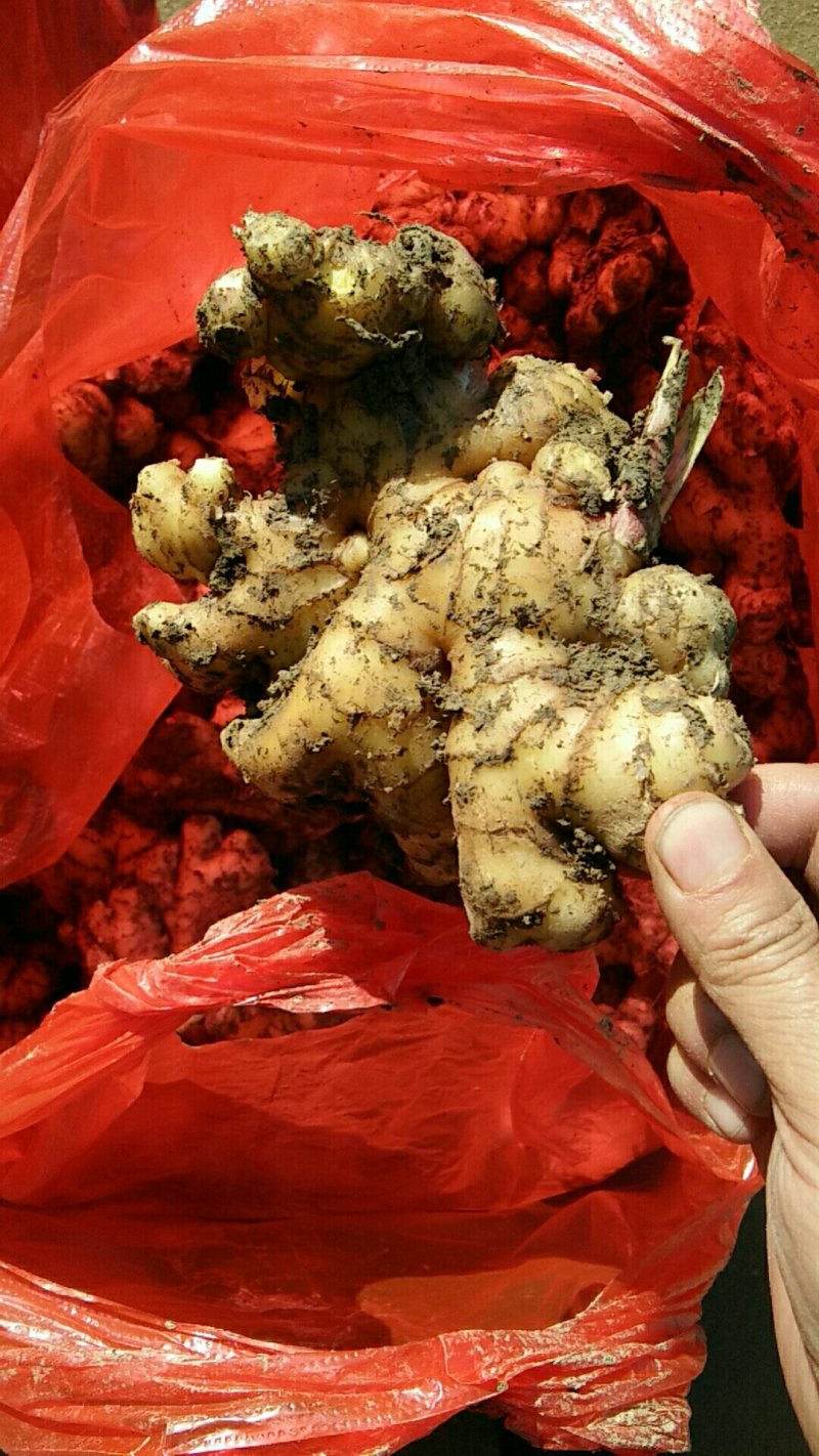 云南小黄姜，全生态，姜味足