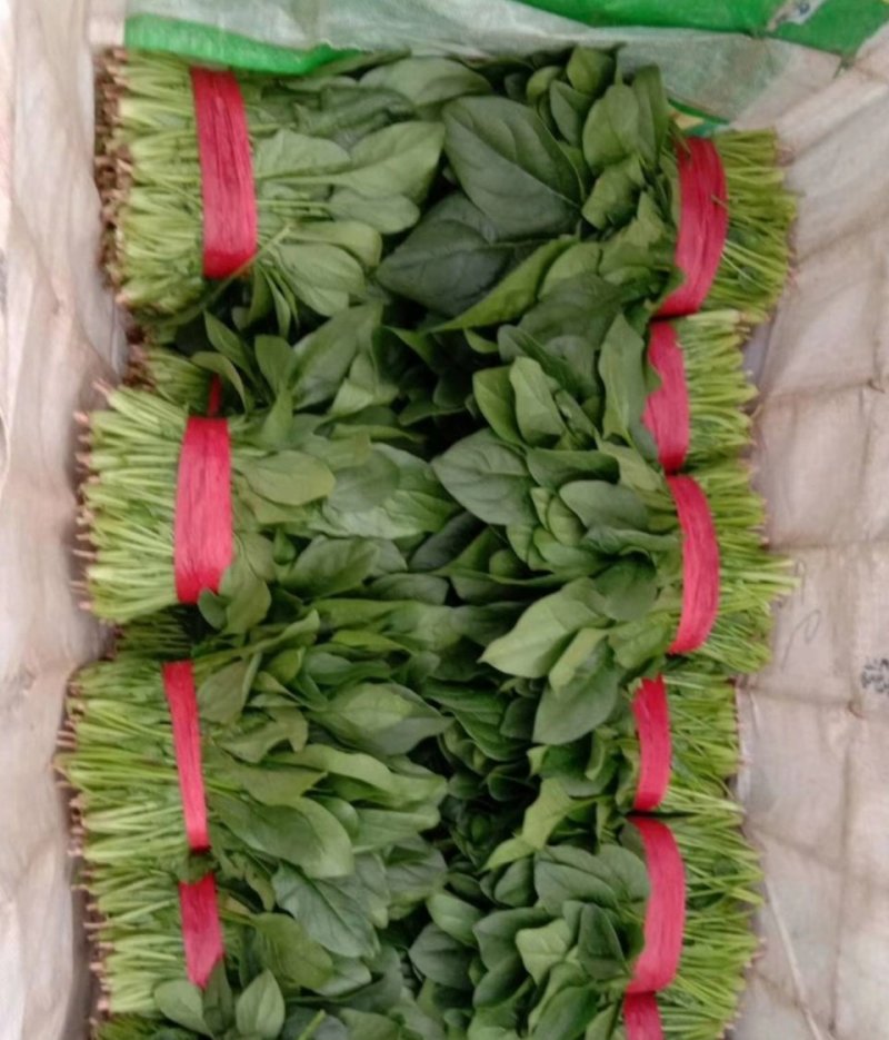 当地菠菜23-27公分，吃新鲜健康蔬菜，让您放心