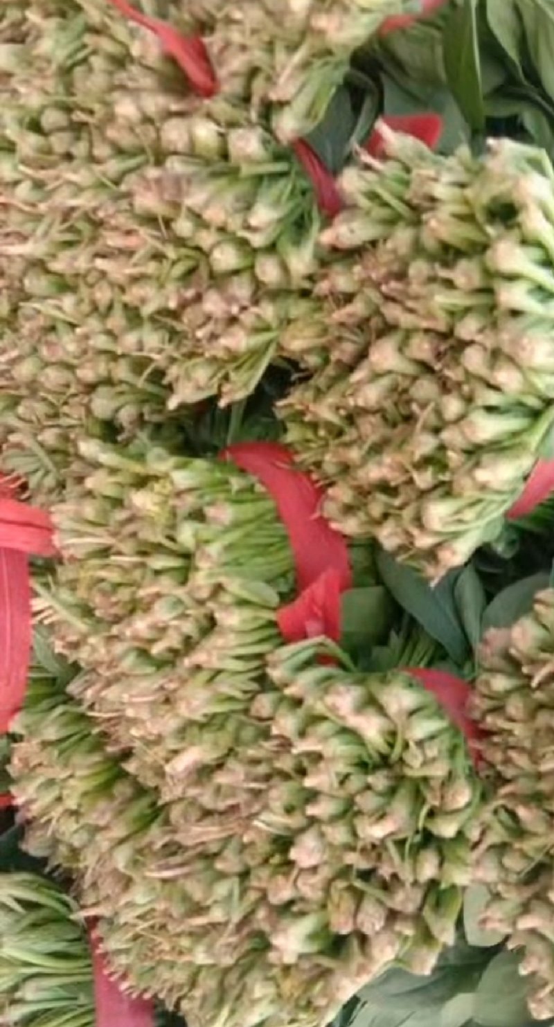 当地菠菜23-27公分，吃新鲜健康蔬菜，让您放心