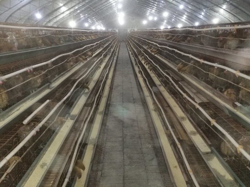 华北柴鸡60日龄母鸡脱温鸡优质柴母鸡全国发货