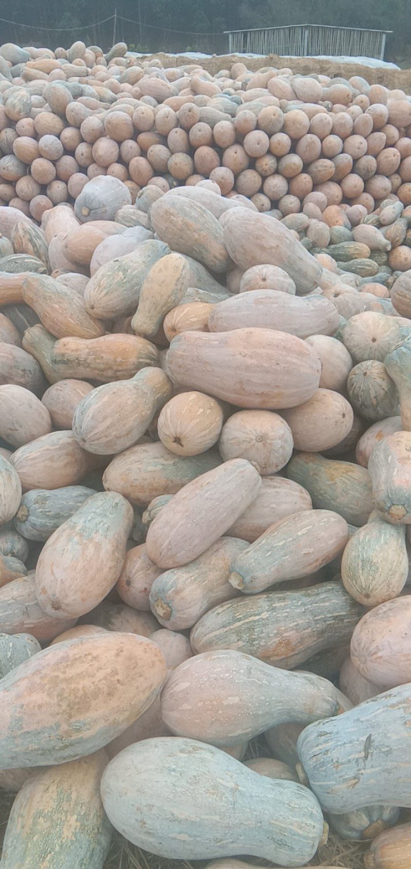 南瓜海南精品南瓜八成熟瓜型好货源充足欢迎联系