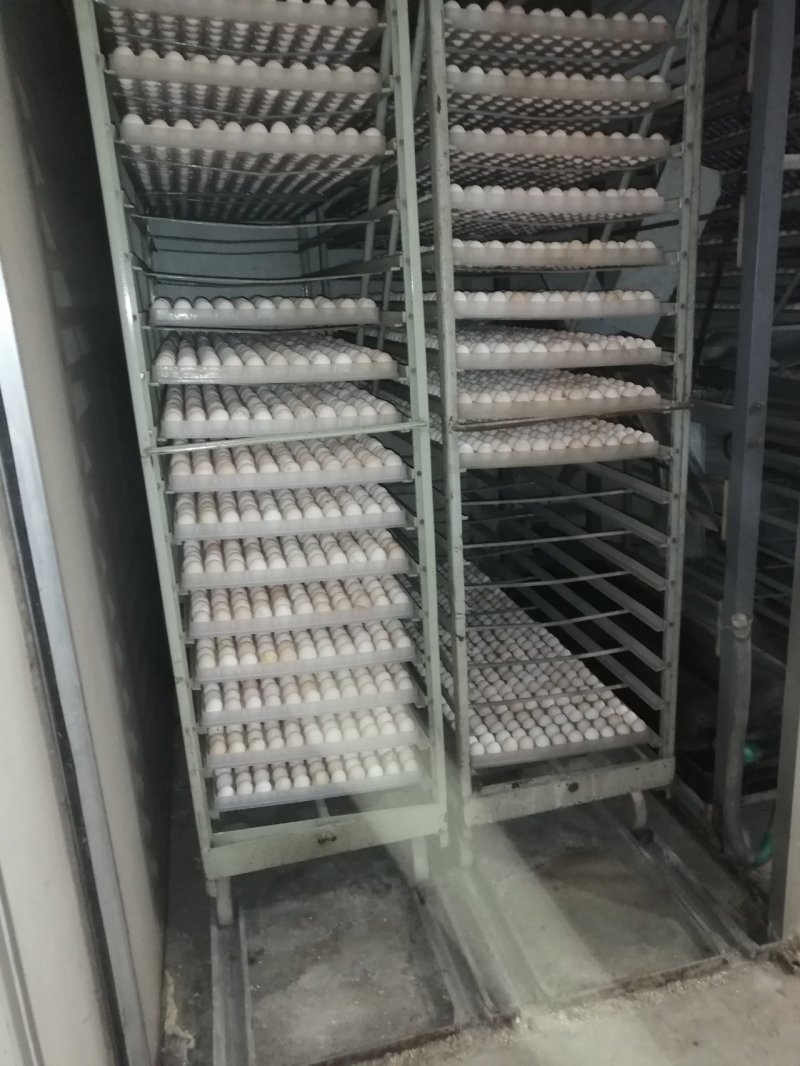 柴鸡苗混合苗鸡苗优质华北柴鸡苗全国发货