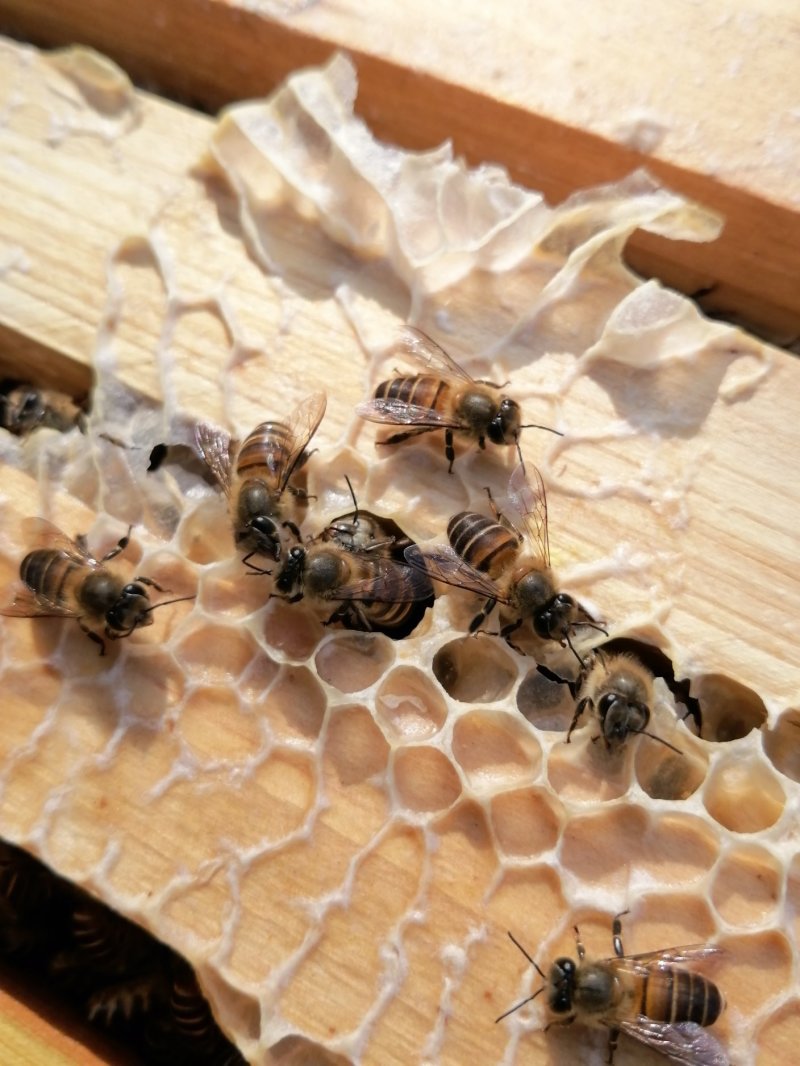 百花巢蜜荆条巢蜜原蜜天然品质高包邮可做一件代发