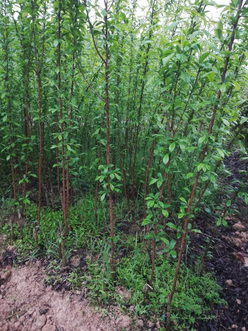 奈李树苗/黄金李苗/黄金李子苗/黄金奈李苗，果面金黄有香